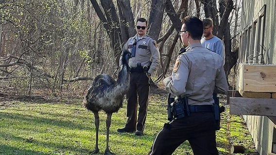 Emu escape: Giant flightless bird gets loose in Washington County