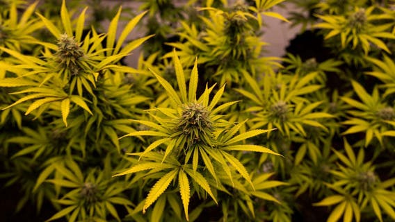 Marijuana legalization closer in Minnesota as conference committee wraps up work