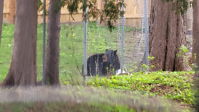 DNR kills bear roaming around in north Minneapolis