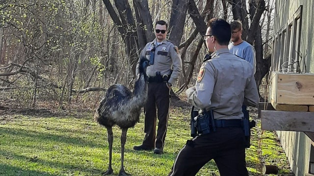 Emu escape: Giant flightless bird gets loose in Washington County