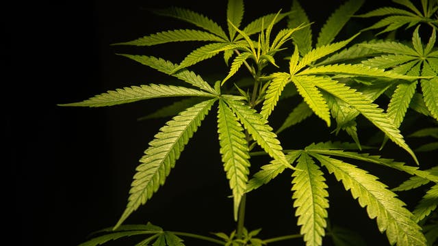 Mankato house fire reveals nearly 100 pounds of marijuana from grow operation: Charges