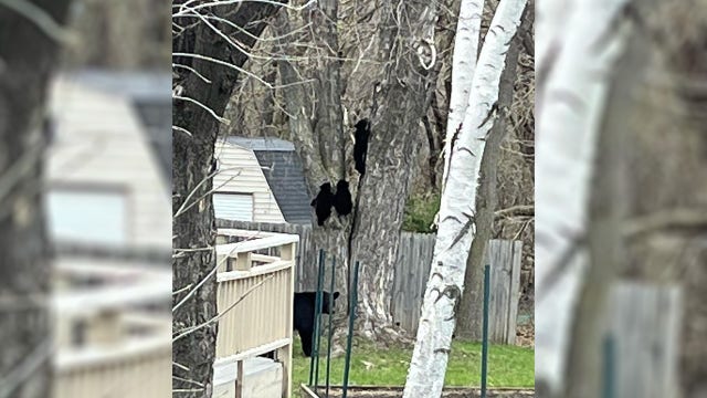 More bear sightings in Maple Grove