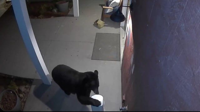Bear destroys Diaper Genie left out on Minnesota porch: Video