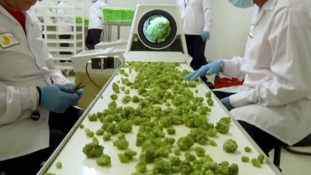 Cannabis expungement part of marijuana legalization bill signed by Gov. Walz