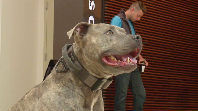 Bully breed owners protected by new law insurers say will raise rates for others