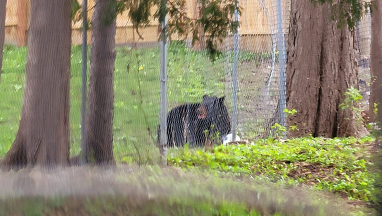A black bear that seemed to be wounded was wandering through north Minneapolis Sunday. (Photo courtesy of Phillip Murphy)