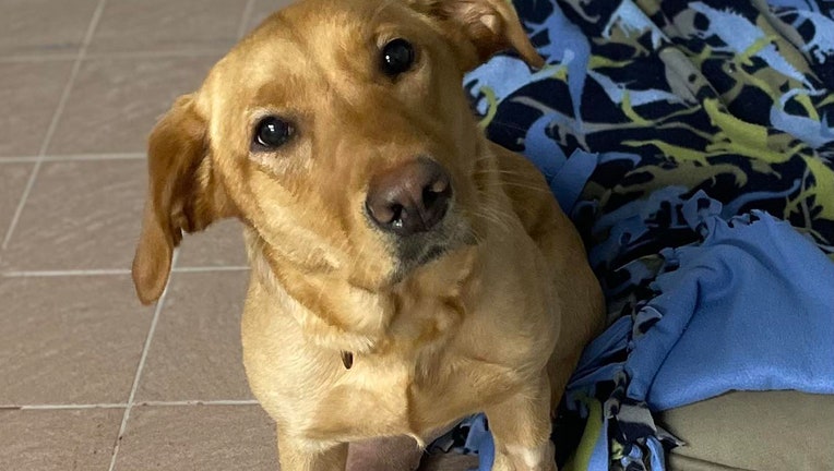 A lost dog recently brought into PUPS in Maple Grove. PUPS is trying to reconnect her and her owner. Go to www.facebook.com/PUPSImpound for more information. (Image courtesy of PUPS)