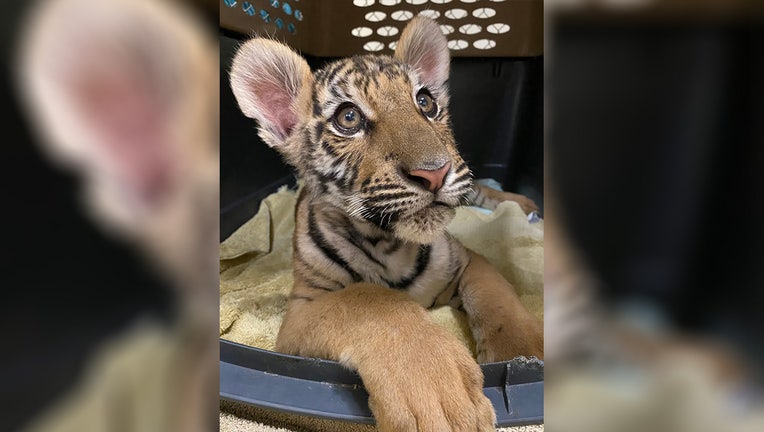 Duke the rescued Bengal tiger cub finds new home in Colorado