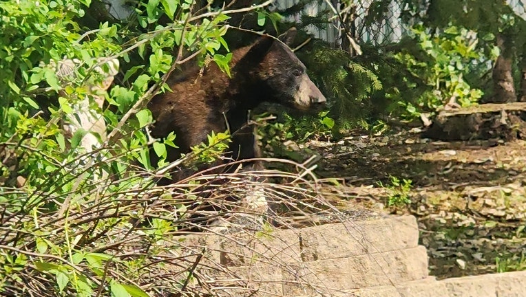 A resident of Rogers, Minnesota, took this picture of a bear in a yard on Friday, May 19. (Photo courtesy of Kayla Garner)