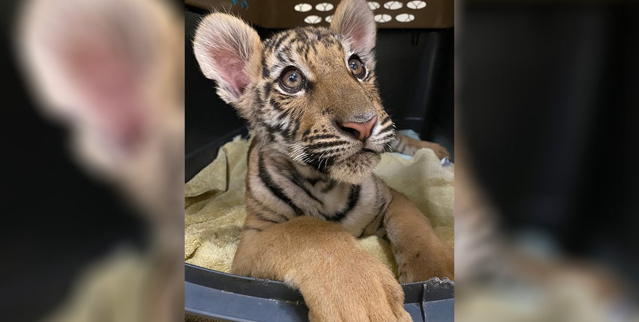 Tiger cub rescued in New Mexico finds new home in Colorado