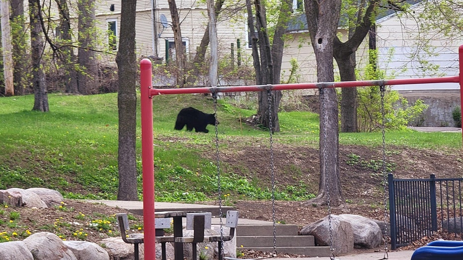 A black bear in Cottage Park in Minneapolis (Photo courtesy of Philip Murphy)