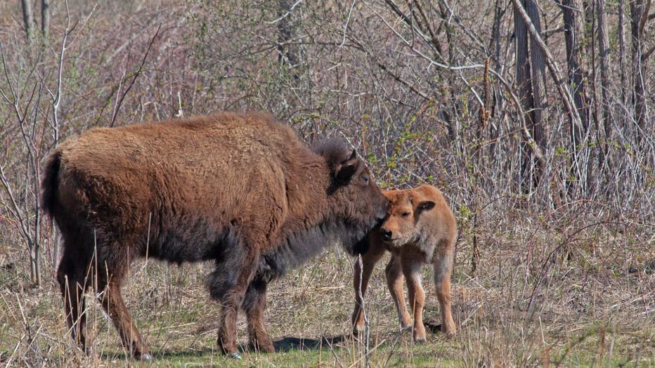 Dakota county baby bison