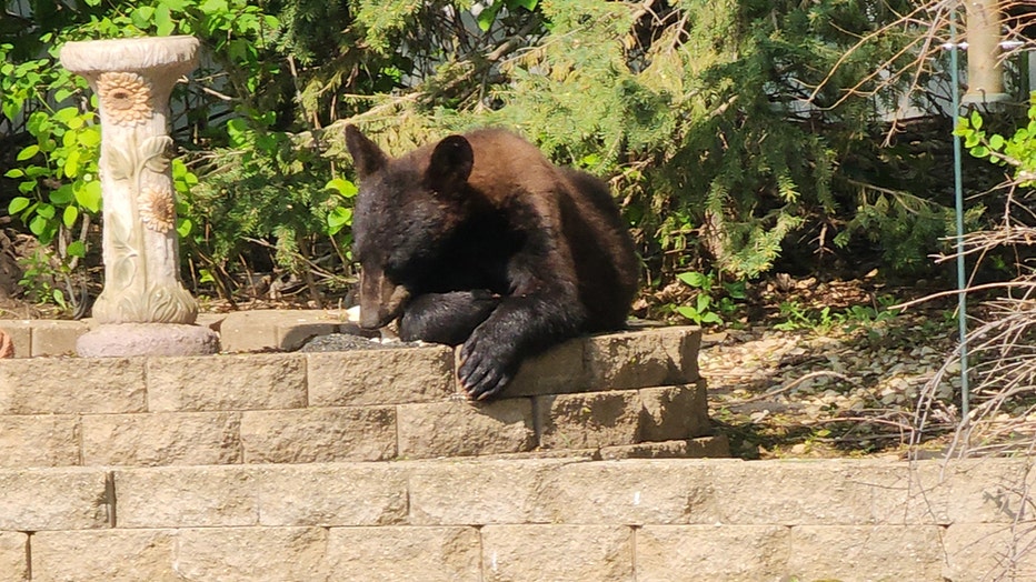 A bear munches on bird seed in Rogers, Minnesota on Friday, May 19. (Photo courtesy of Kayla Garner)