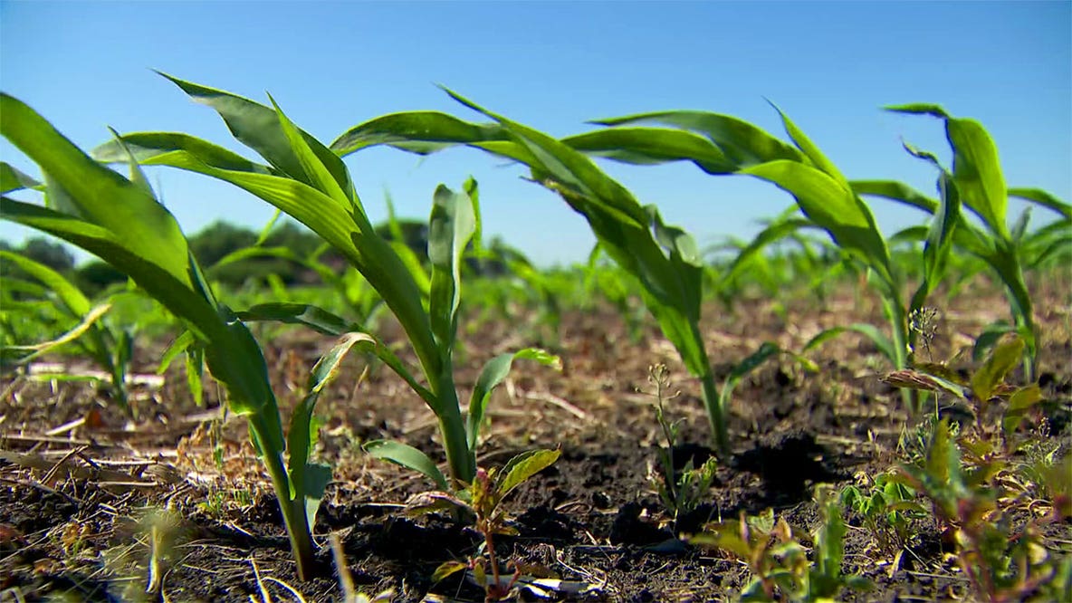 Minnesota farmers caught in U.S.–Canada trade war