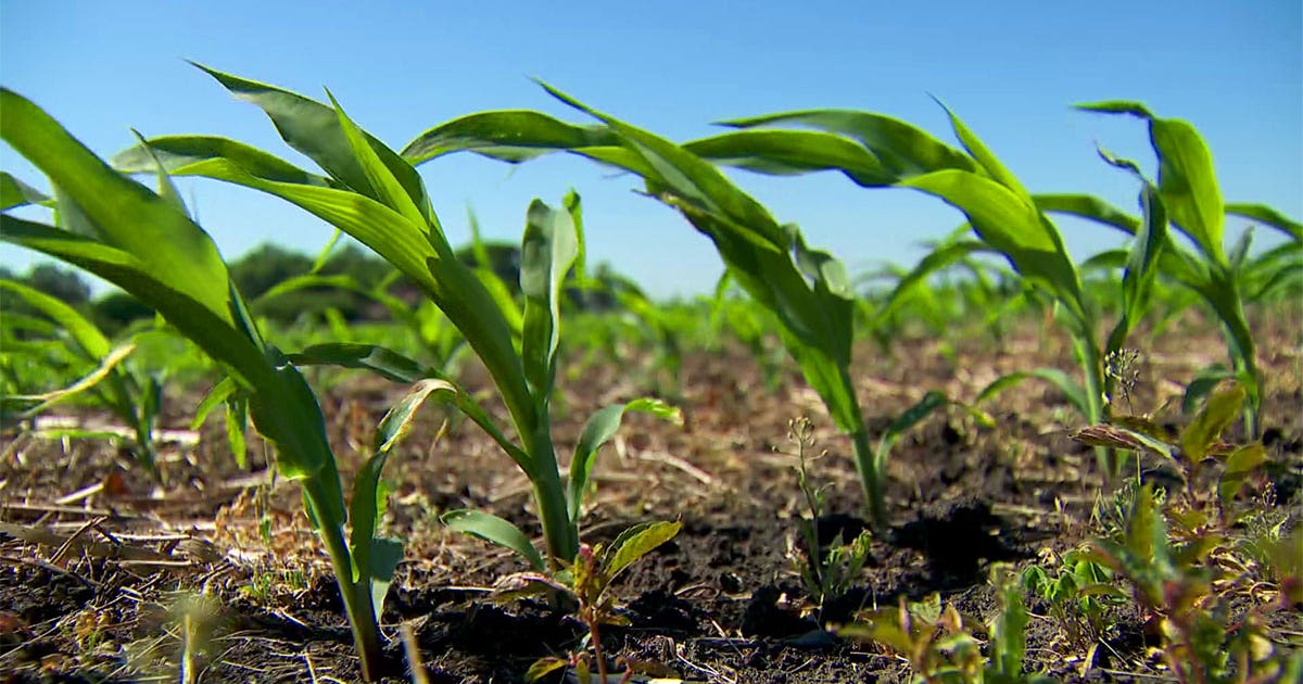 Minnesota farmers caught in U.S.–Canada trade war