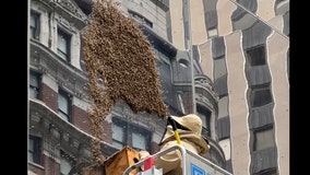 Watch: Bees take over Times Square