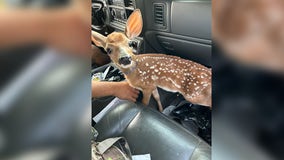 Deerly distracted: Chisago County deputy finds fawn stirring up trouble in vehicle