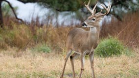 Motorcyclist killed after hitting deer in western Wisconsin