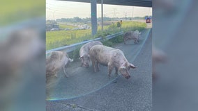 Pigs escape from tipped semi-truck on I-694 in Little Canada