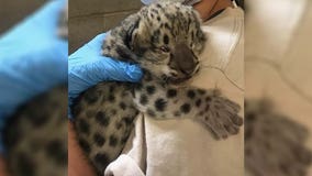 Como Zoo welcomes baby snow leopard