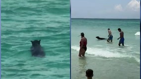 Shocking video of black bear swimming at Florida beach baffles sunbathers