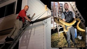 Barron County deputies turn snake wranglers, pulling reptile off roof