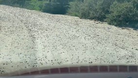 Crickets flood Idaho road as the insects descend on neighboring Nevada