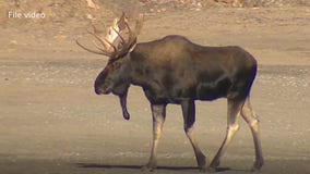 2 vehicles collide with moose on Iron Range highway, 1 person hurt