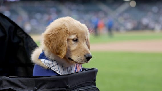 What to do in Minnesota: 5 things to do this weekend (June 30-July 2)