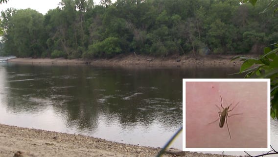 Mosquitoes in the Twin Cities area are worse than the 10-year average