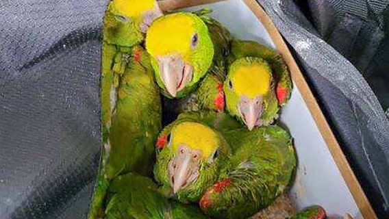 13 parrots found hidden in duffel bags at US border, officials say
