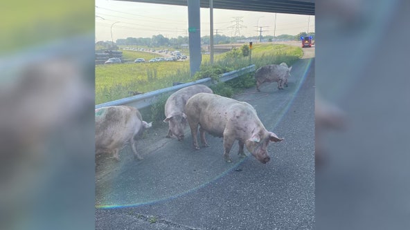 Pigs escape from tipped semi-truck on I-694 in Little Canada