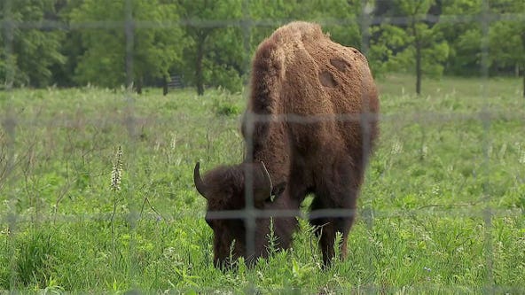 Bison herd introduced at Dakota County park