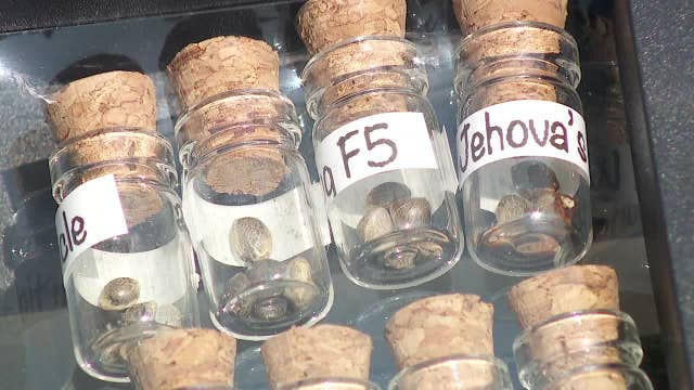 'Magical' start to Minnesota marijuana seed market