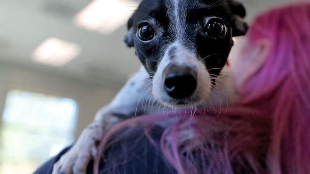 Minneapolis animal shelter offers free adoptions this weekend