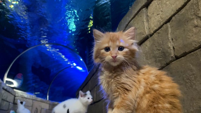 Cat adoptions in Minnesota: Places to find your furry friend