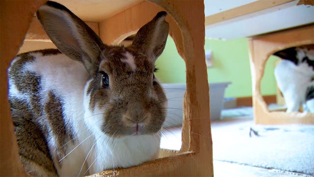More pet rabbits abandoned, left wandering outside