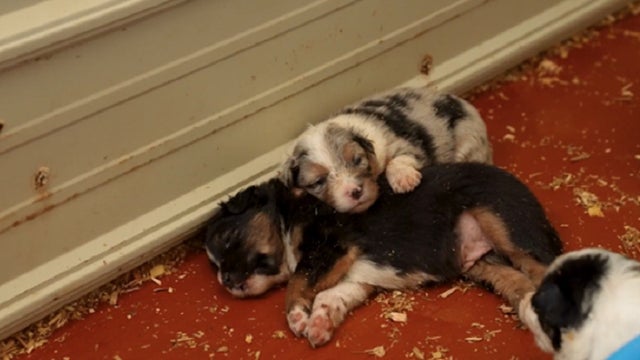 90 dogs rescued from 'unsanitary conditions' at Wisconsin breeder