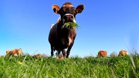 Anthrax found in Minnesota cattle for first time in decade