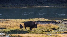 Minnesota woman severely injured by bison at Theodore Roosevelt National Park in North Dakota