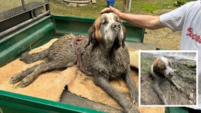 Dog rescued from mud along Minnesota river