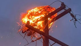 'Mama bird frantically circled overhead' as nest burns atop Utah power pole, firefighters say