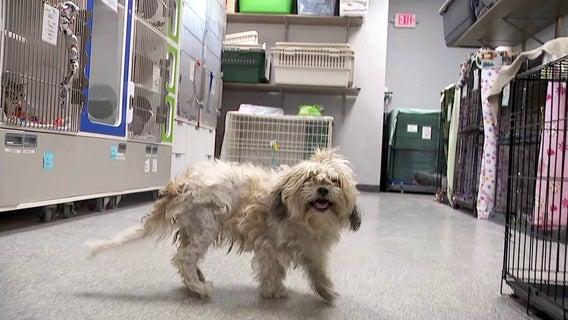 ‘Dog dumping’ increases seen in Chaska: Police