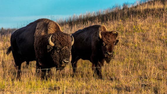 Shakopee Mdewakanton Sioux Community to reintroduce bison on tribal lands in Shakopee