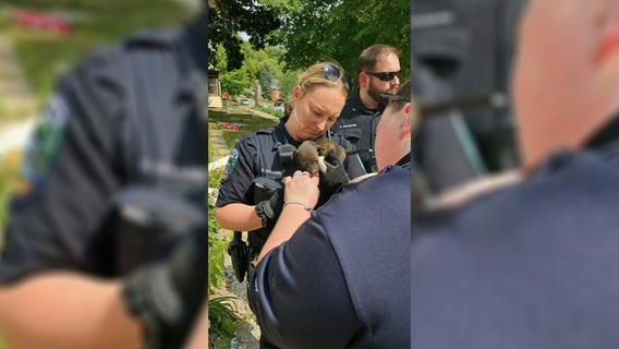 2 puppies lost in house explosion found safe