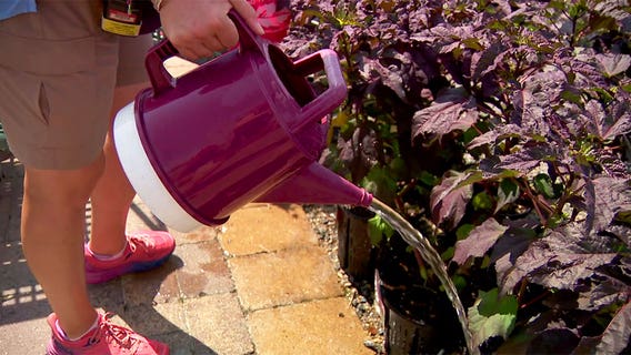 Protecting your lawn and plants from the drought