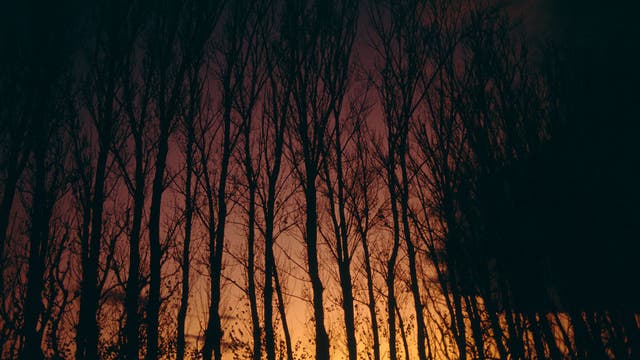 Rabid bobcat attacks 3 Connecticut camp counselors