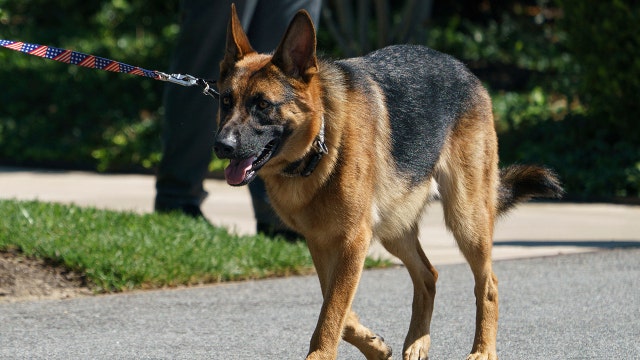Biden's dog Commander has bitten Secret Service officers 10 times in four months, records show