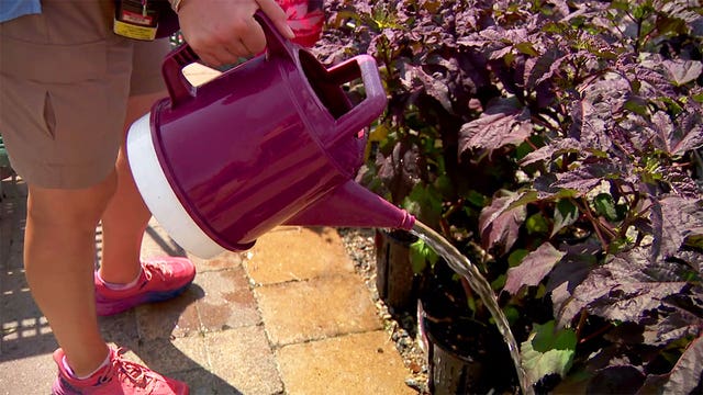 Protecting your lawn and plants from the drought