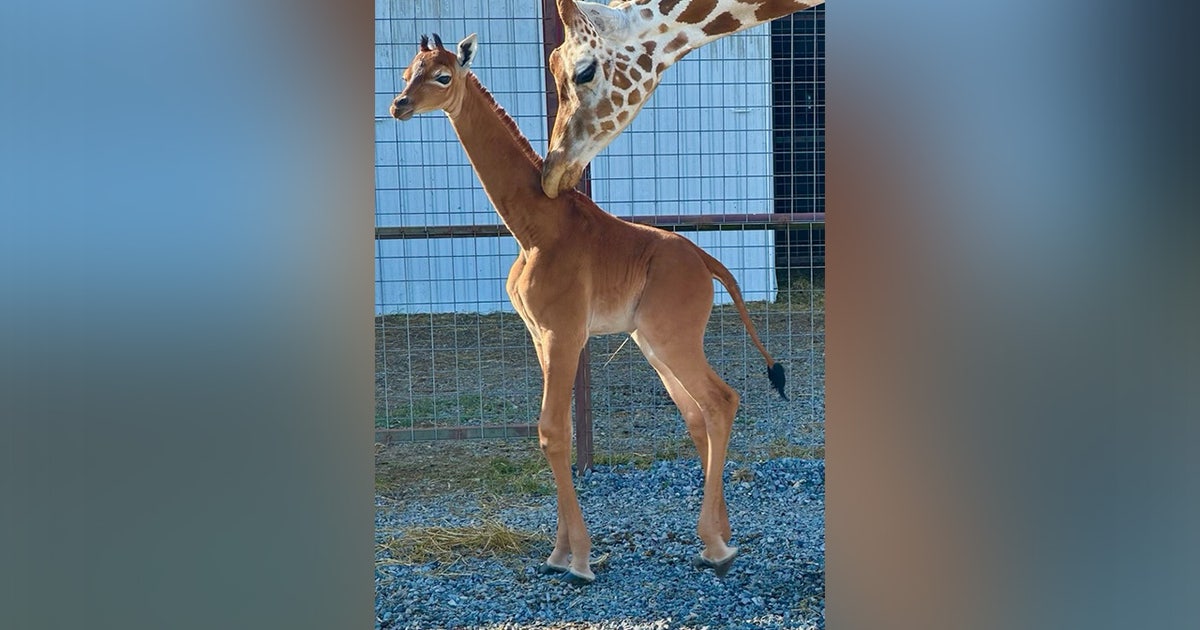 Watch: Rare spotless baby giraffe believed to be only 1 in the world ...